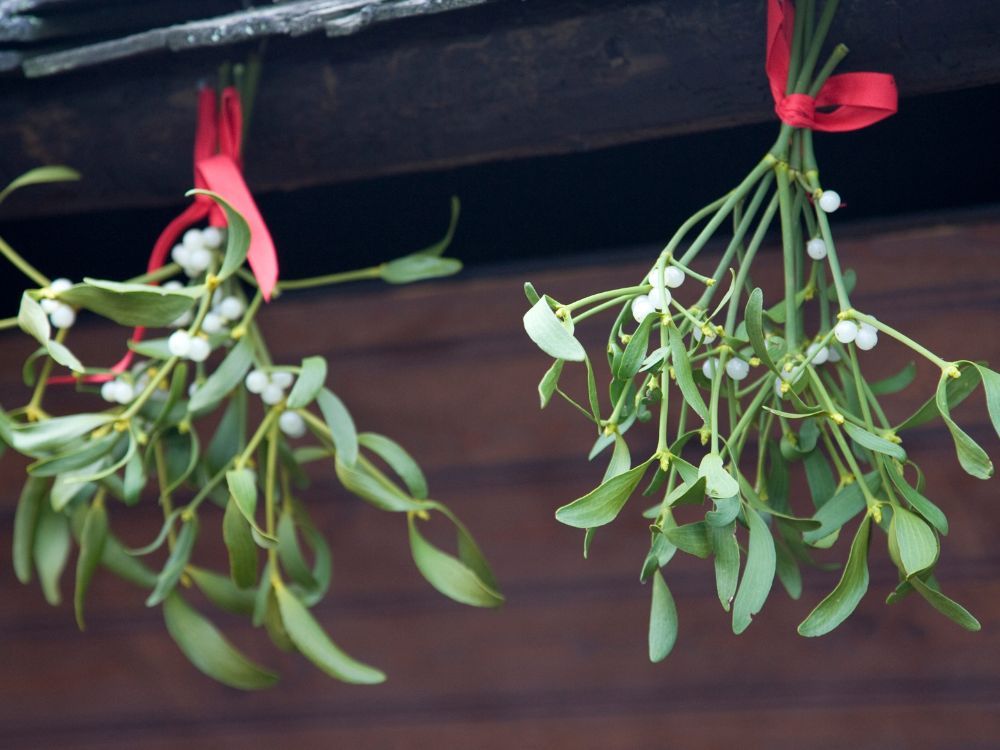 Mistletoe