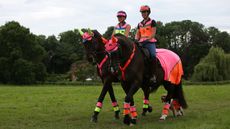 Hi-vis-for-horses-main.jpg