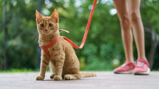 Cat being trained to walk on leash