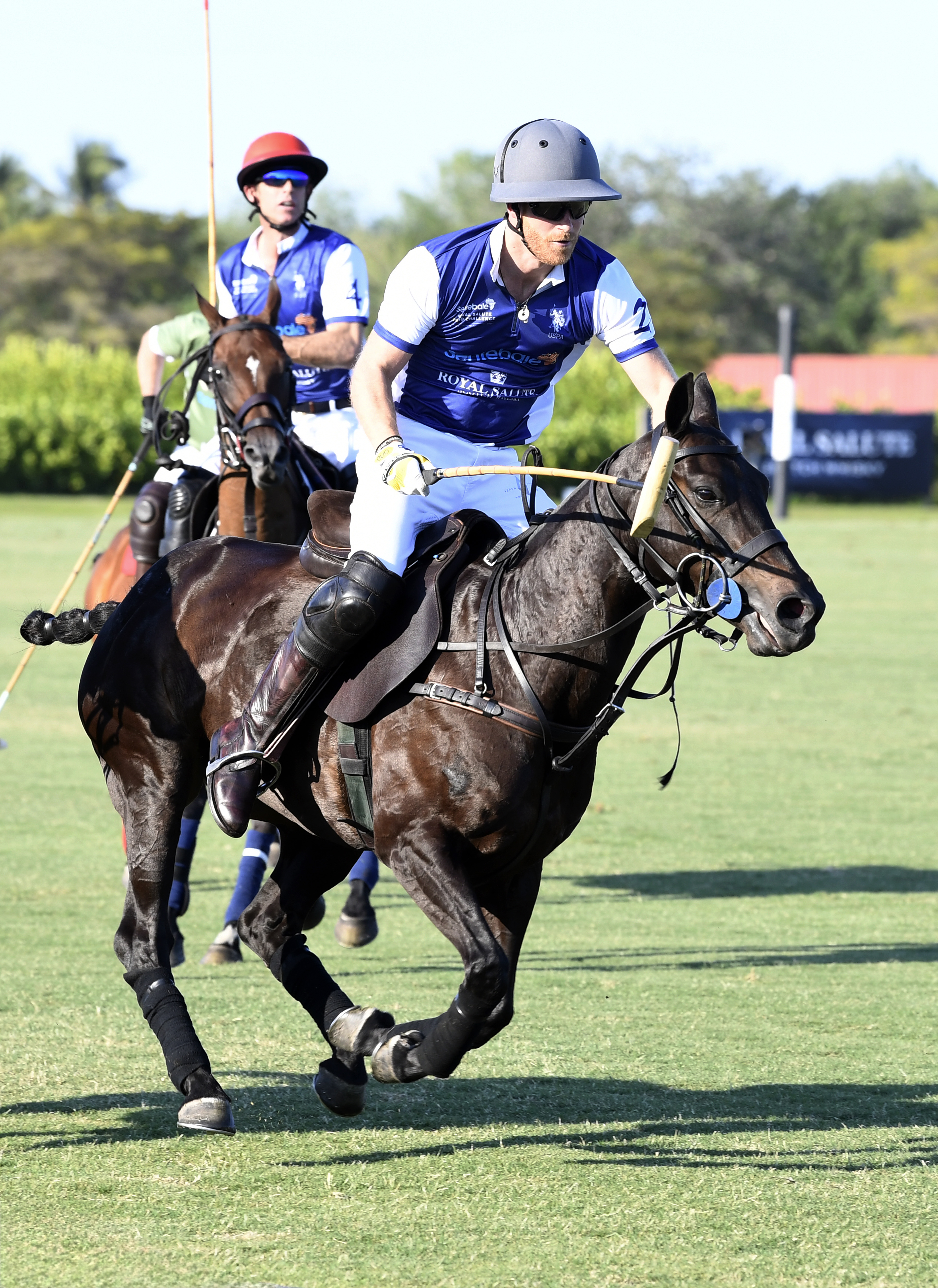 polo - harry