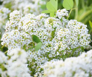 sweet alyssum flowering in summer display