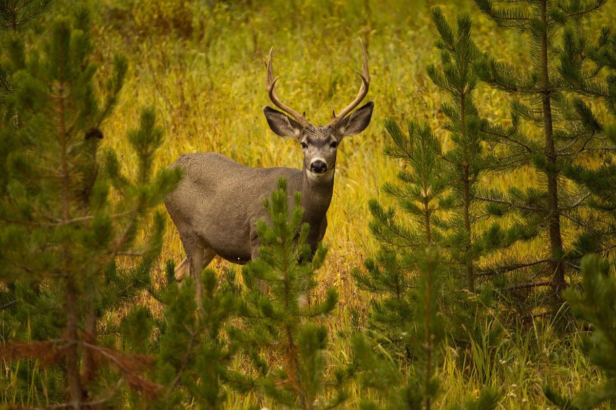 Deer Resistant Evergreen Plants – Planting Evergreens Deer Don’t Like ...