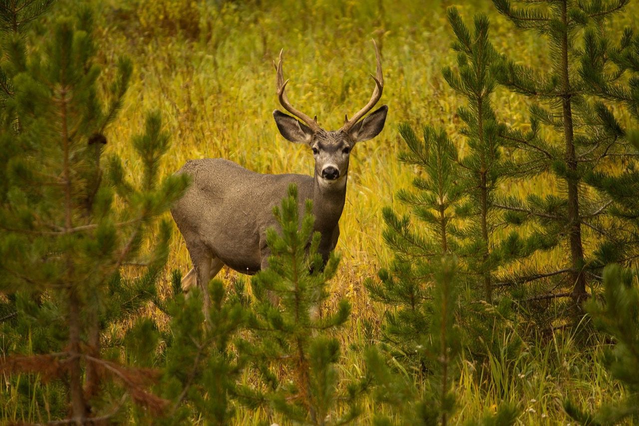 Deer Behind Evergreen Trees