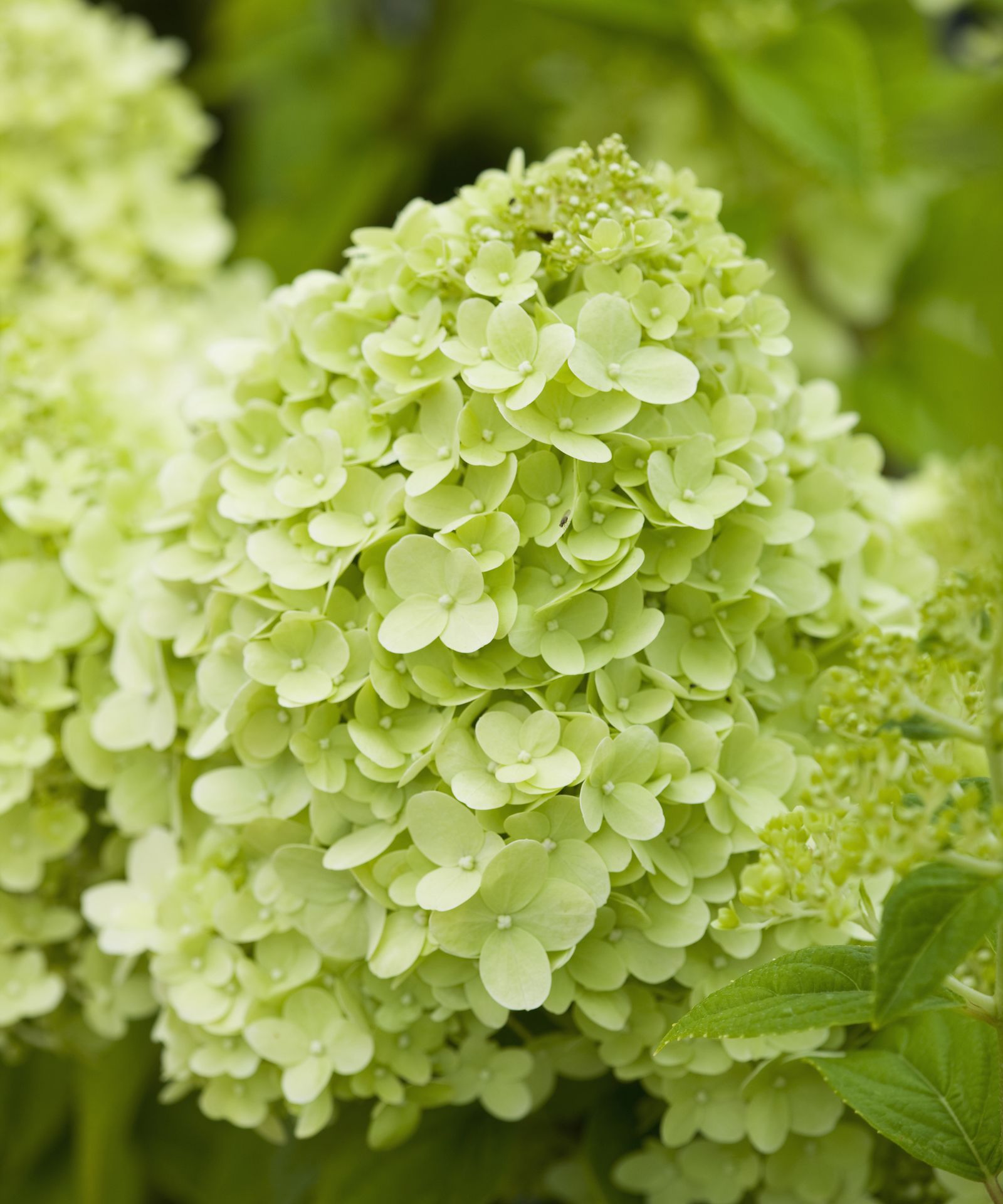 Best plants for fence line 13 ways to add interest to backyard