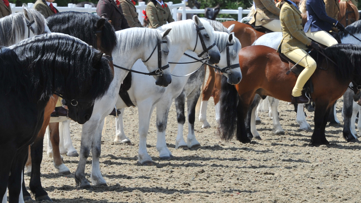 Mid/Counties Show 06.06.15 HOYS M &amp;amp; M Mini Champs. line up lining up