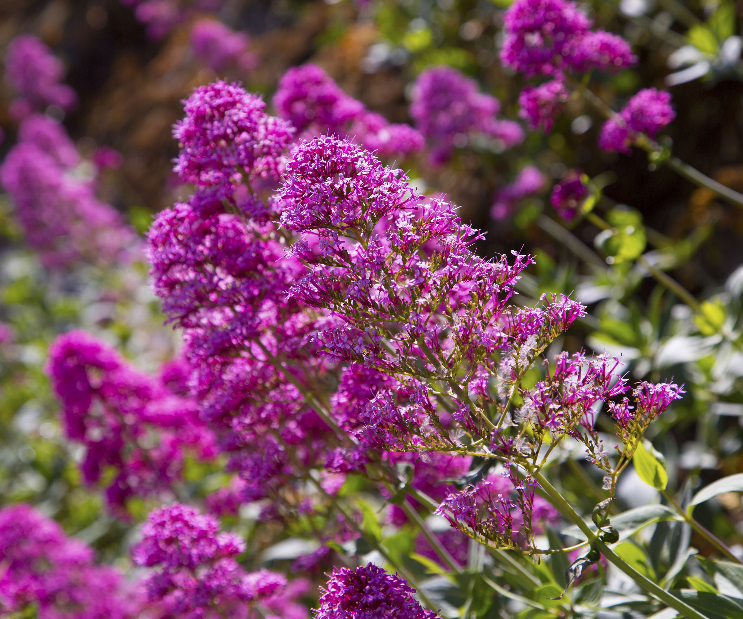 flowering buddleia in backyard