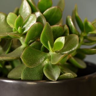 close up of jade plant