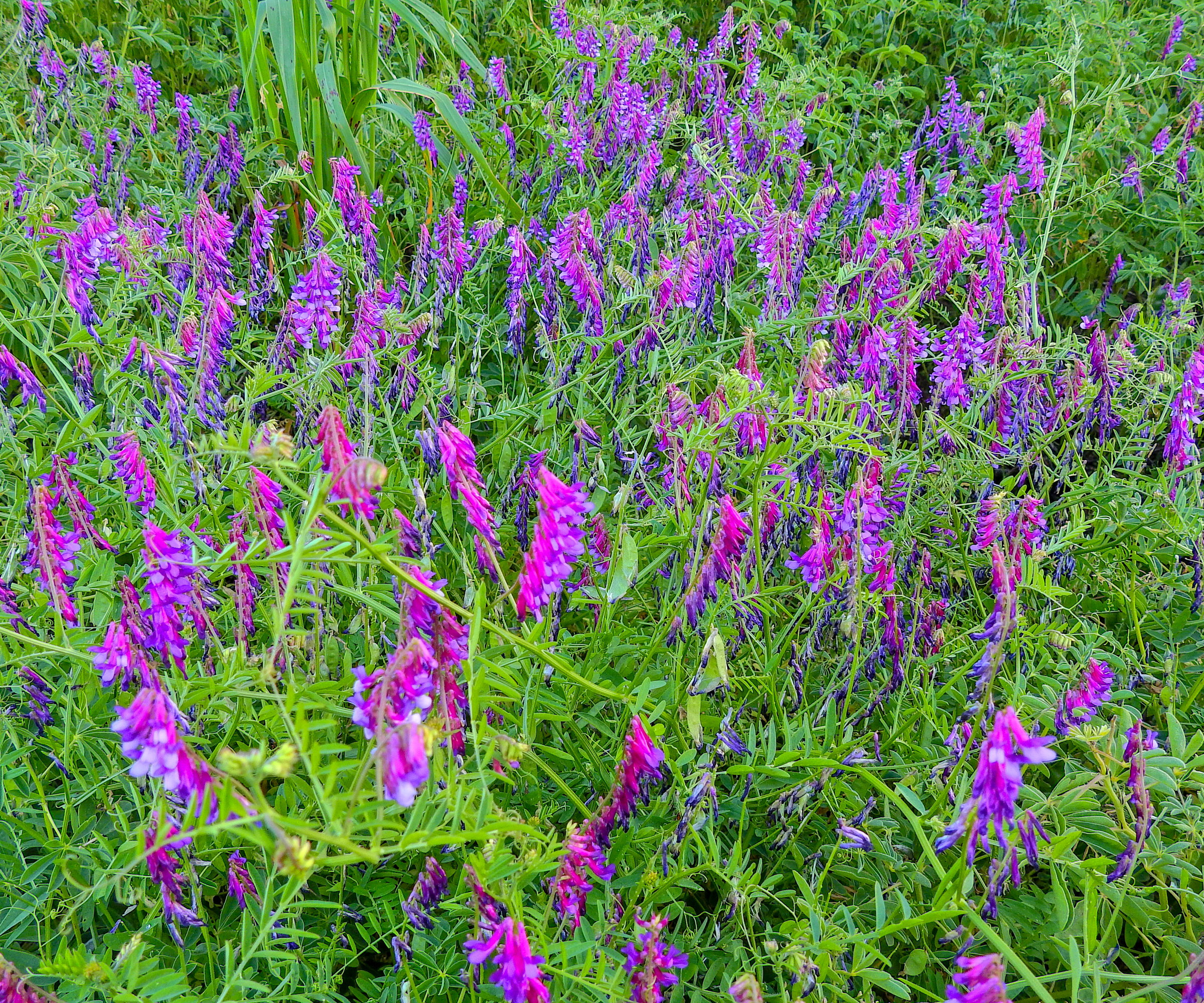 Hairy vetch plants with purple flowers