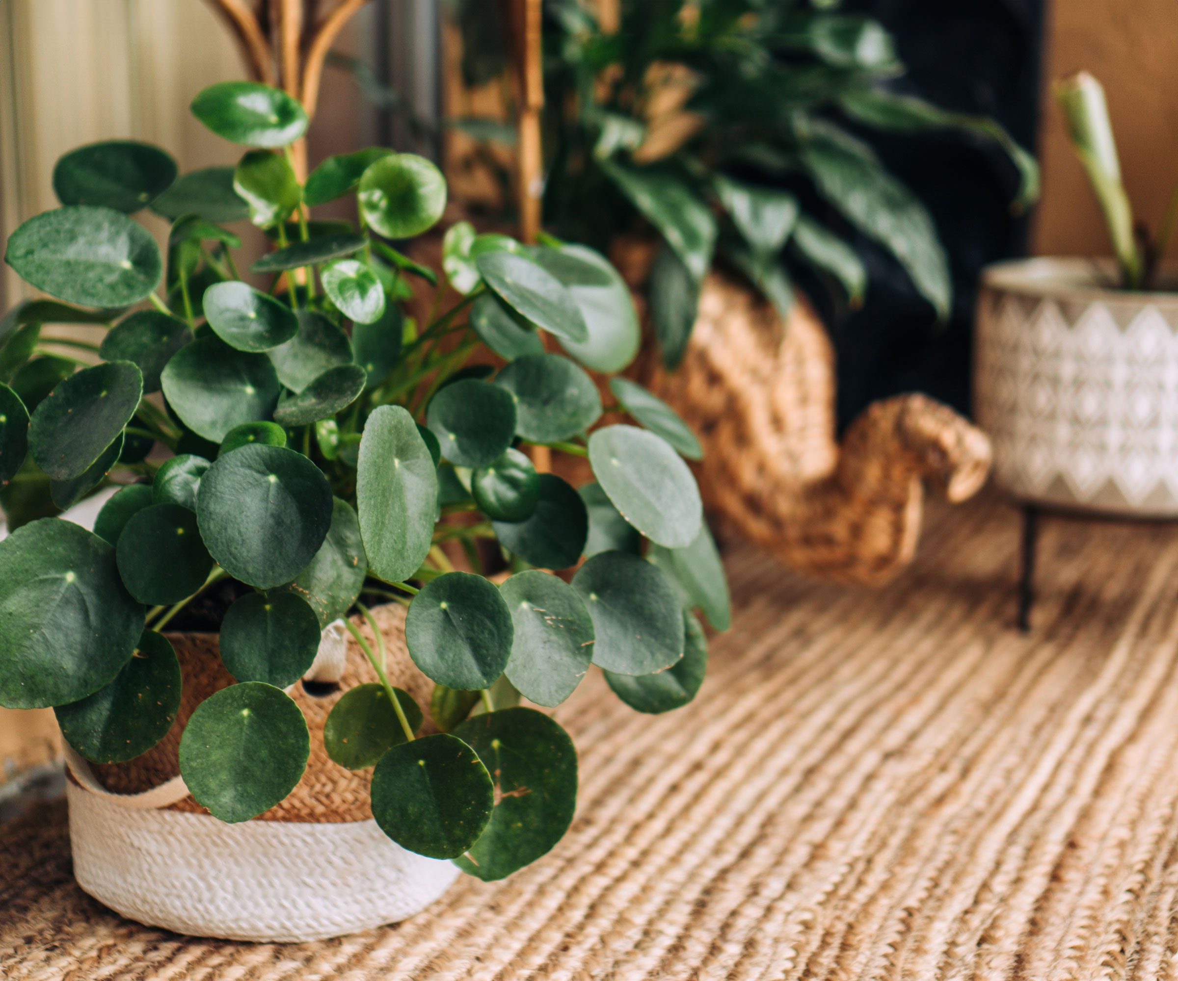 pilea houseplant on floor in living room