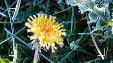 picture of dandelion weed covered in frost
