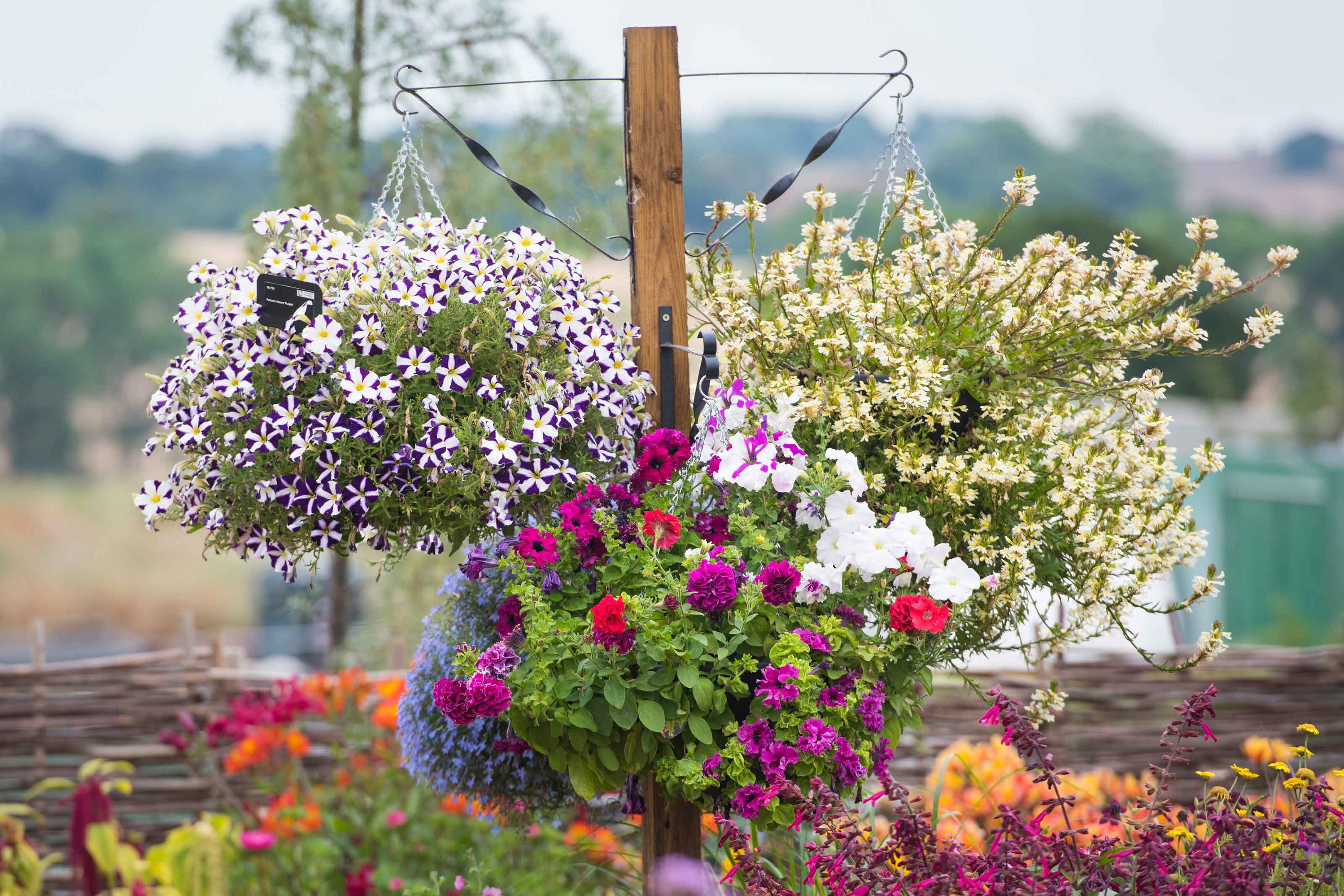 hanging floral baskets at RHS hyde hall