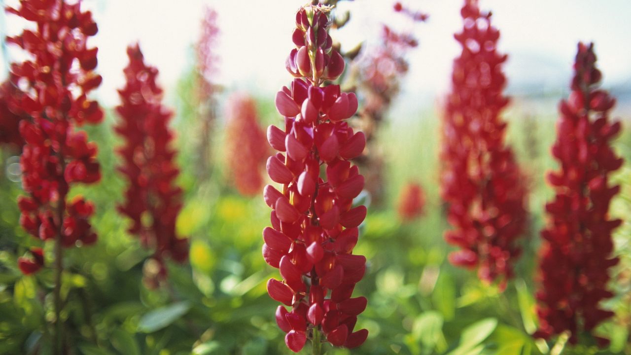 Lupin Morello Cherry