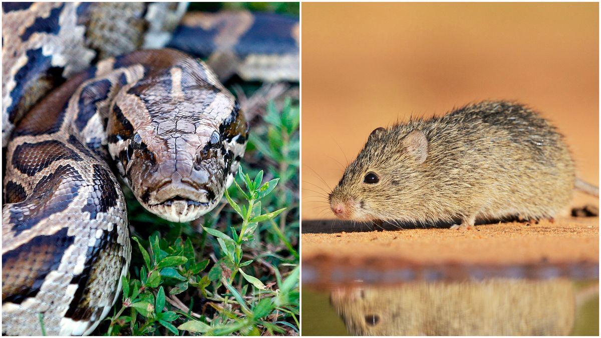 Burmese pythons are helping rats take over Florida's Everglades — and that could help spread disease
