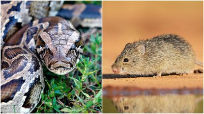 close up of a burmese python looking straight at camera on grassy background and a cotton rat on the bank of a river with its reflection showing in the water