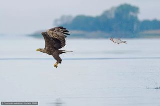 Entrant to Comedy Wildlife Awards 2024 competition