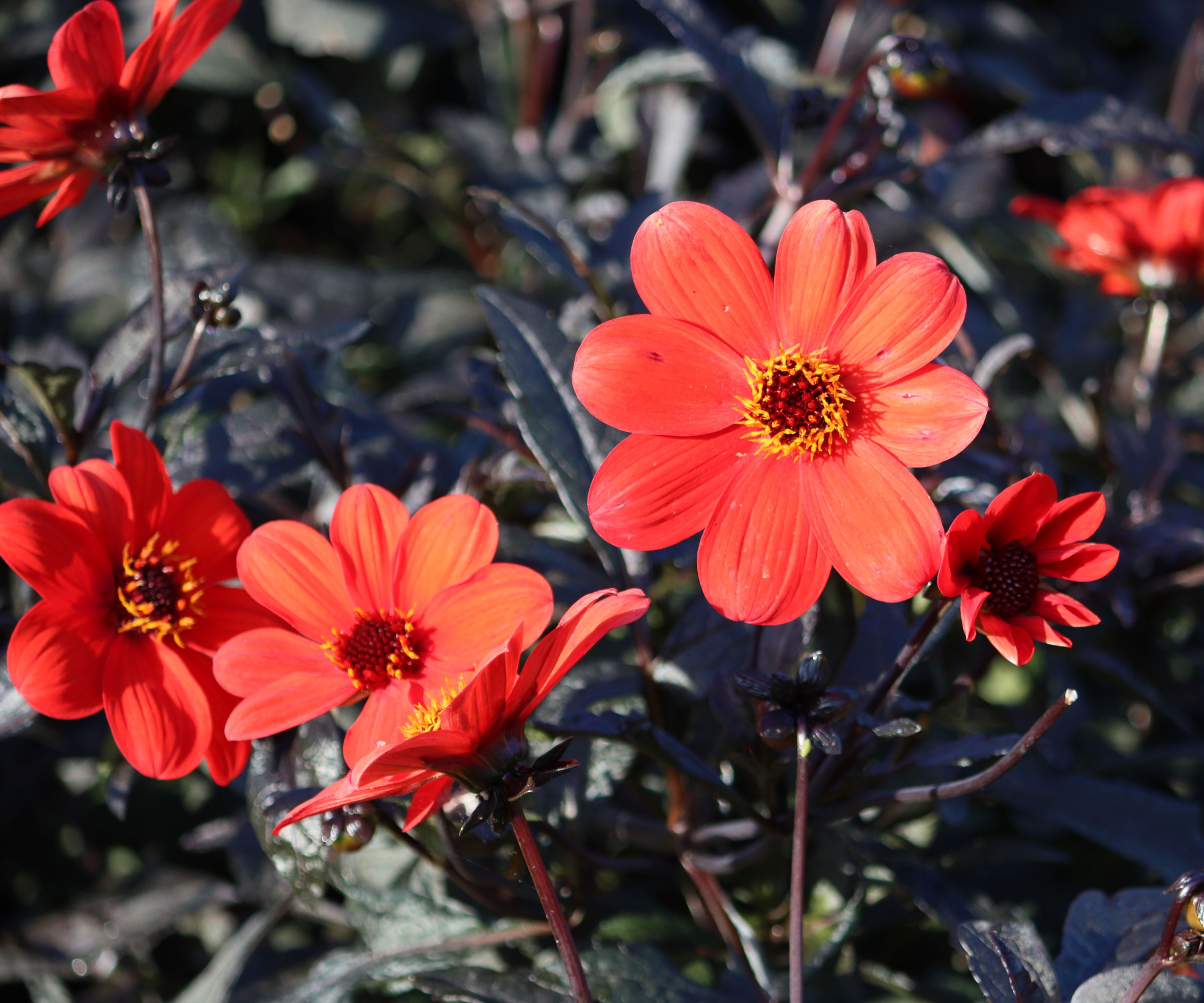 deep red dahlia Bishop of Llandaff