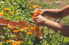 Person Deadheading Calendula Flowers