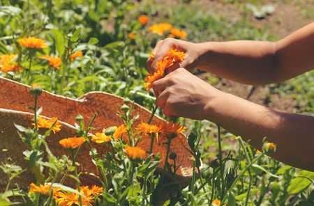 Person Deadheading Calendula Flowers