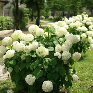 Annabelle Hydrangea