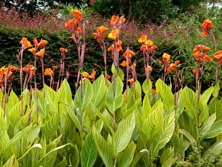 Rust On Canna Lily Leaves