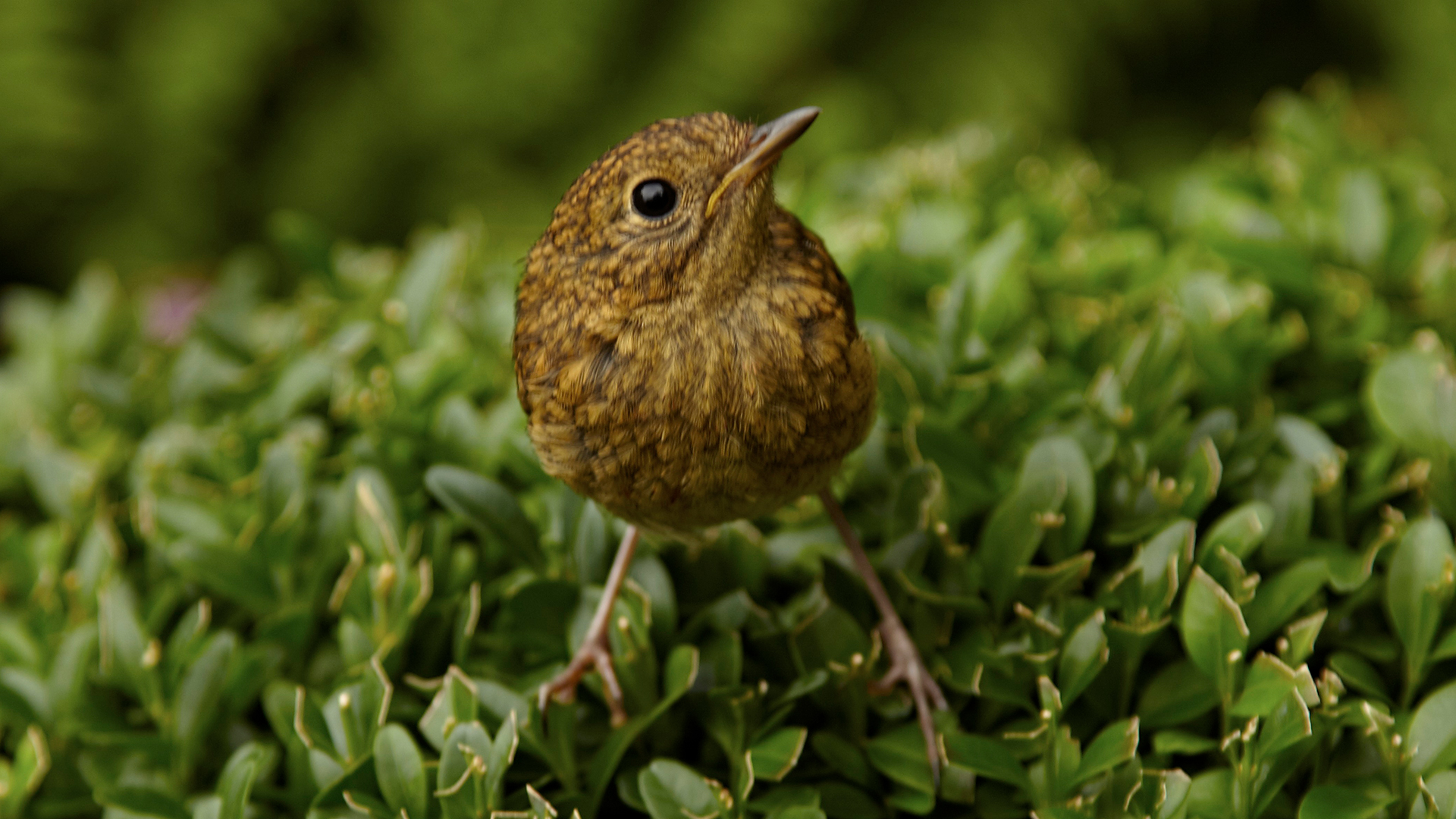 Small bird on a hedge to show the benefit of no mo May