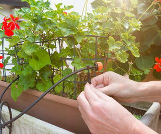 Hands setting up drip irrigation in a potted geranium