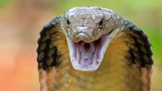 A close up of a king cobra with its fangs showing