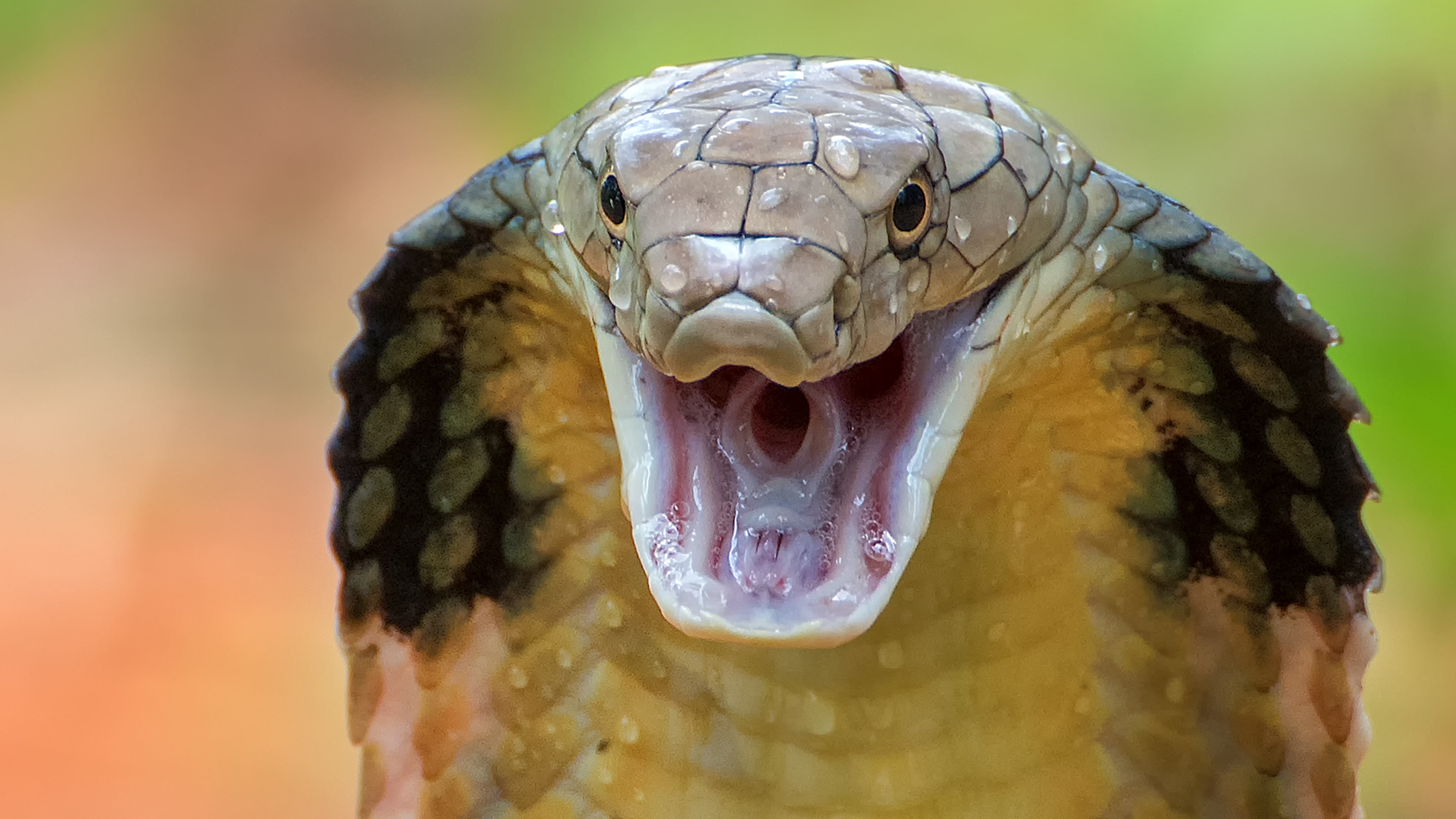 Un primer plano de una cobra real con sus colmillos mostrando