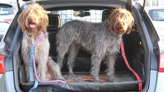 two wire haired dogs in the trunk of a family car