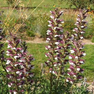 Bear breeches tall flower heads in garden