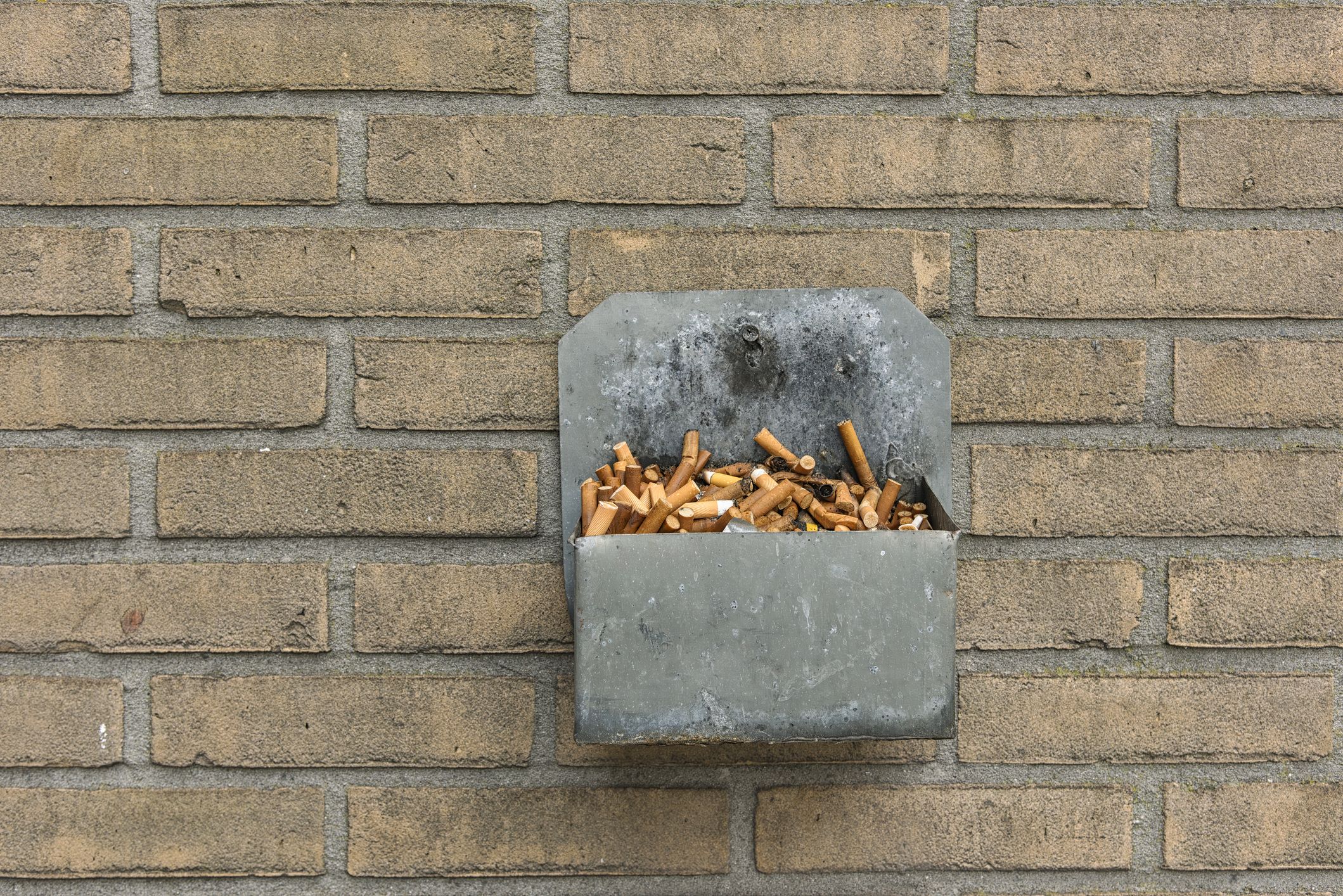 tobacco mosaic treatment Common questions and answers about tobacco mosaic virus tobacco mosaic treatment Common questions and answers about tobacco mosaic virus
