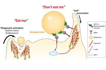 proteins, immune system, medical nanoparticles