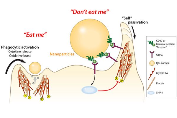 proteins, immune system, medical nanoparticles