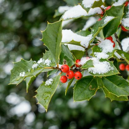 Holly leaves and berries covered in snow