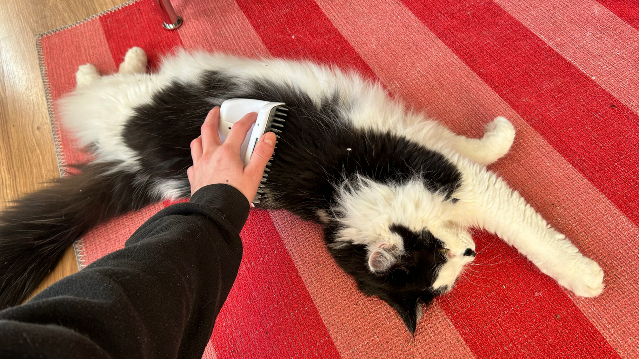 Megan using the Caitit Senses Self Groomer, one of the best catnip toys, to brush her cat Tofu