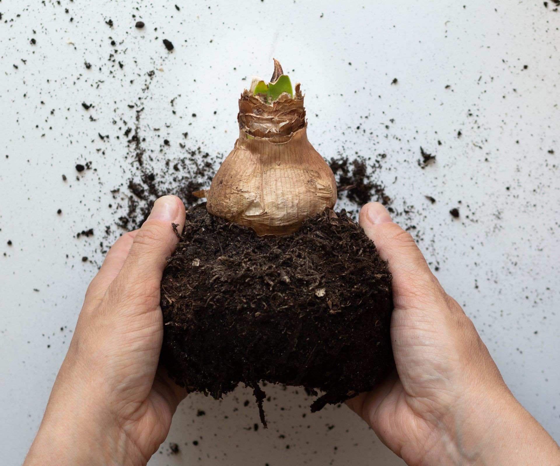 Hands holding an amaryllis bulb and a root ball