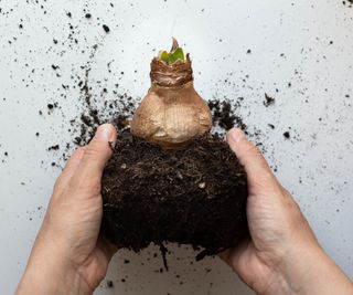 Hands holding an amaryllis bulb and a root ball