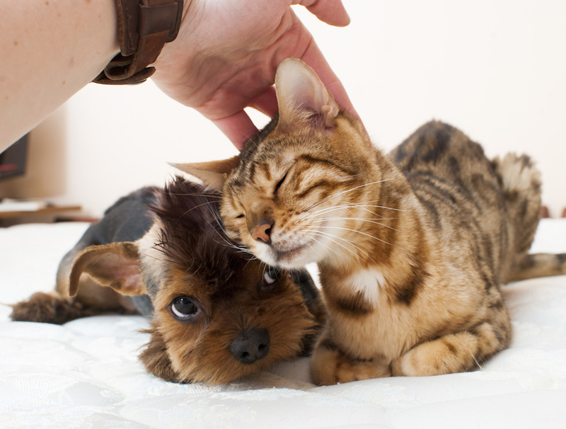 Why Do Cats And Dogs Love A Good Head Scratch Live Science