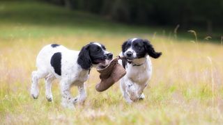 Two English Springer Spaniel puppies playing with boot