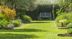 a lawn in summer