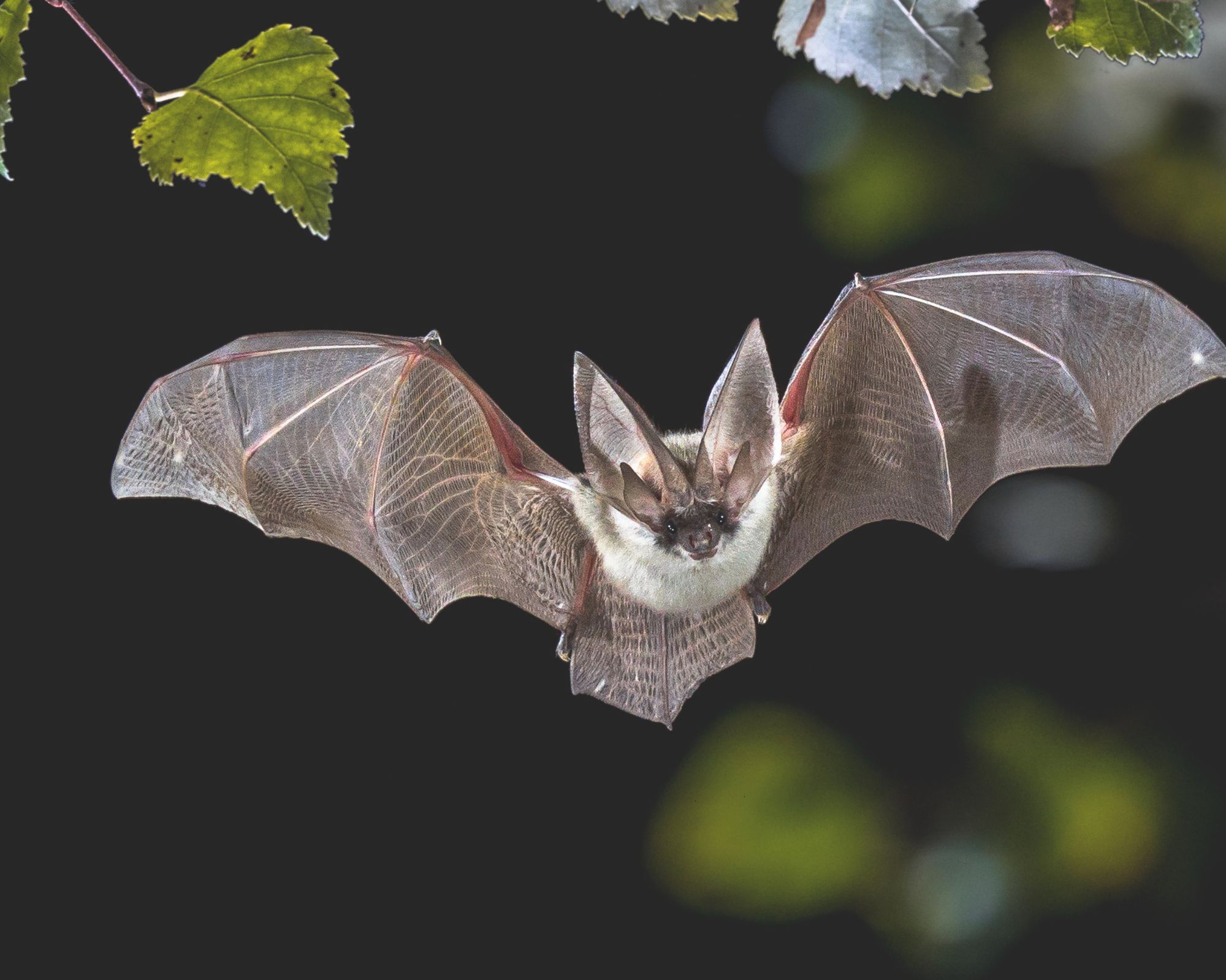 A flying bat with blurred black background and green leaves.