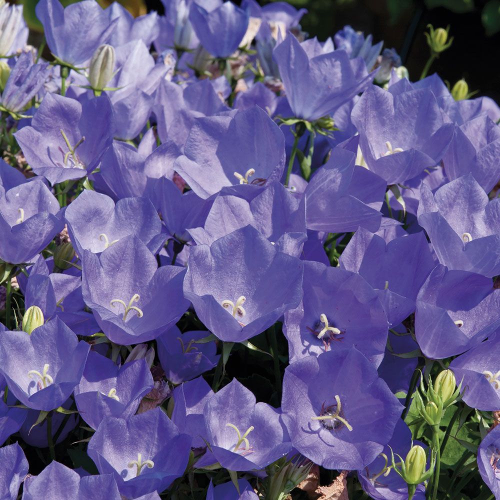 Aldi plants to buy from Fuschias & Geraniums to hanging basket plants