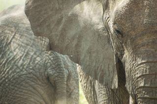 Elephants are identifiable from unique natural markings, such as ear tears and broken tusks.