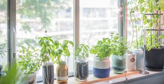 Herbs growing indoors in pots