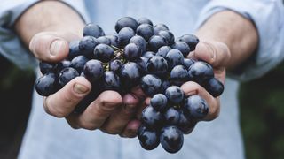 Hands holding grapes