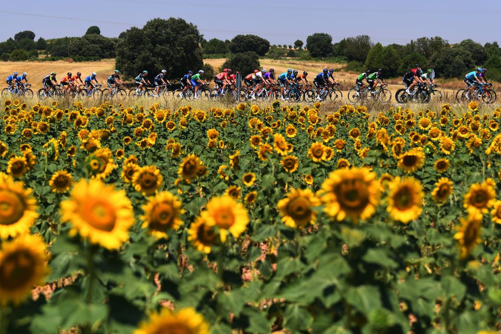 The Vuelta a Burgos rides past a filed of sunflowers