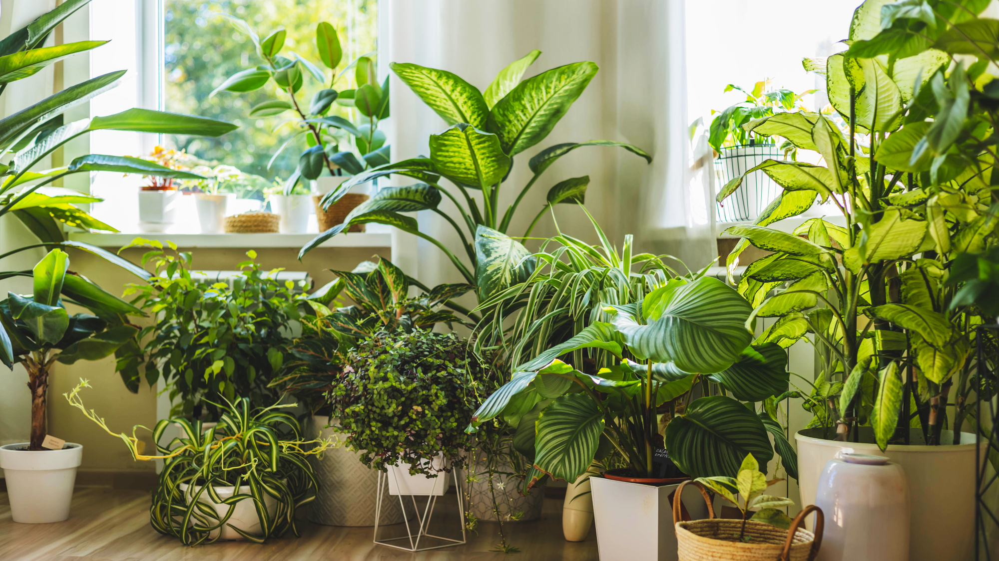 living room with lots of houseplants on the floor in front of windows 