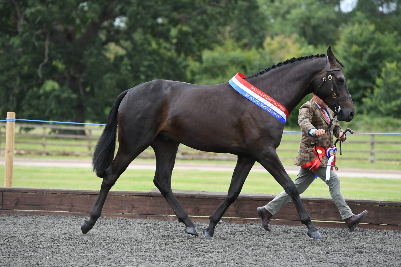HorseNo276_HunterShow_PN19_33137-e1562588041119.jpg
