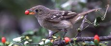 Short-billed Elaenia