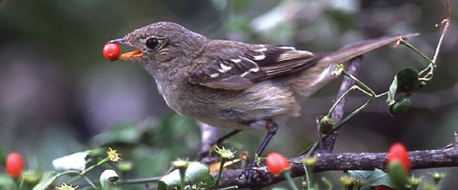 Short-billed Elaenia